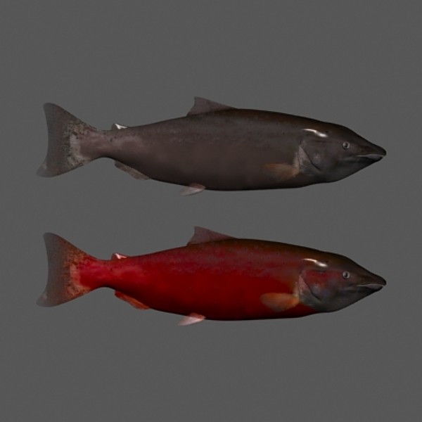 3d king salmon freshwater fish - King Salmon freshwater fish by gauthier12